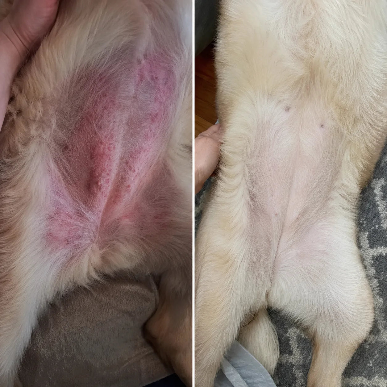 Geröteter, gereizter Bauch eines Hundes