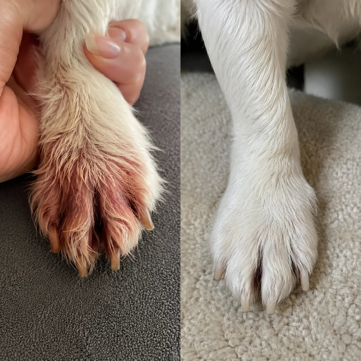 Rötlich verfärbte Pfote eines Hundes