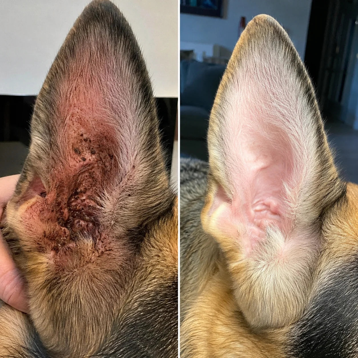 Gerötete Innenseite eines Hundeohrs