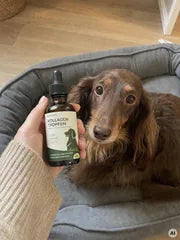 Hund und Alltag mit natunora – Bild 9