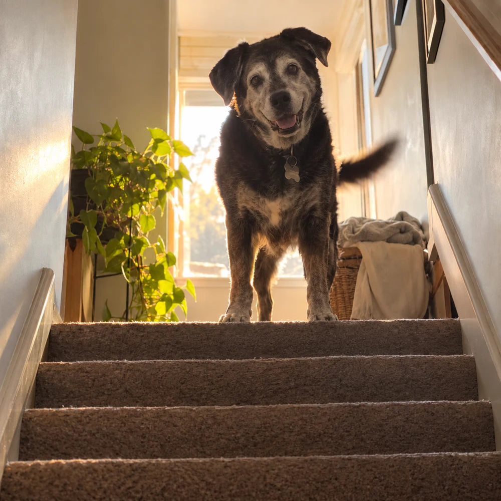 Älterer Hund oben auf einer Treppe