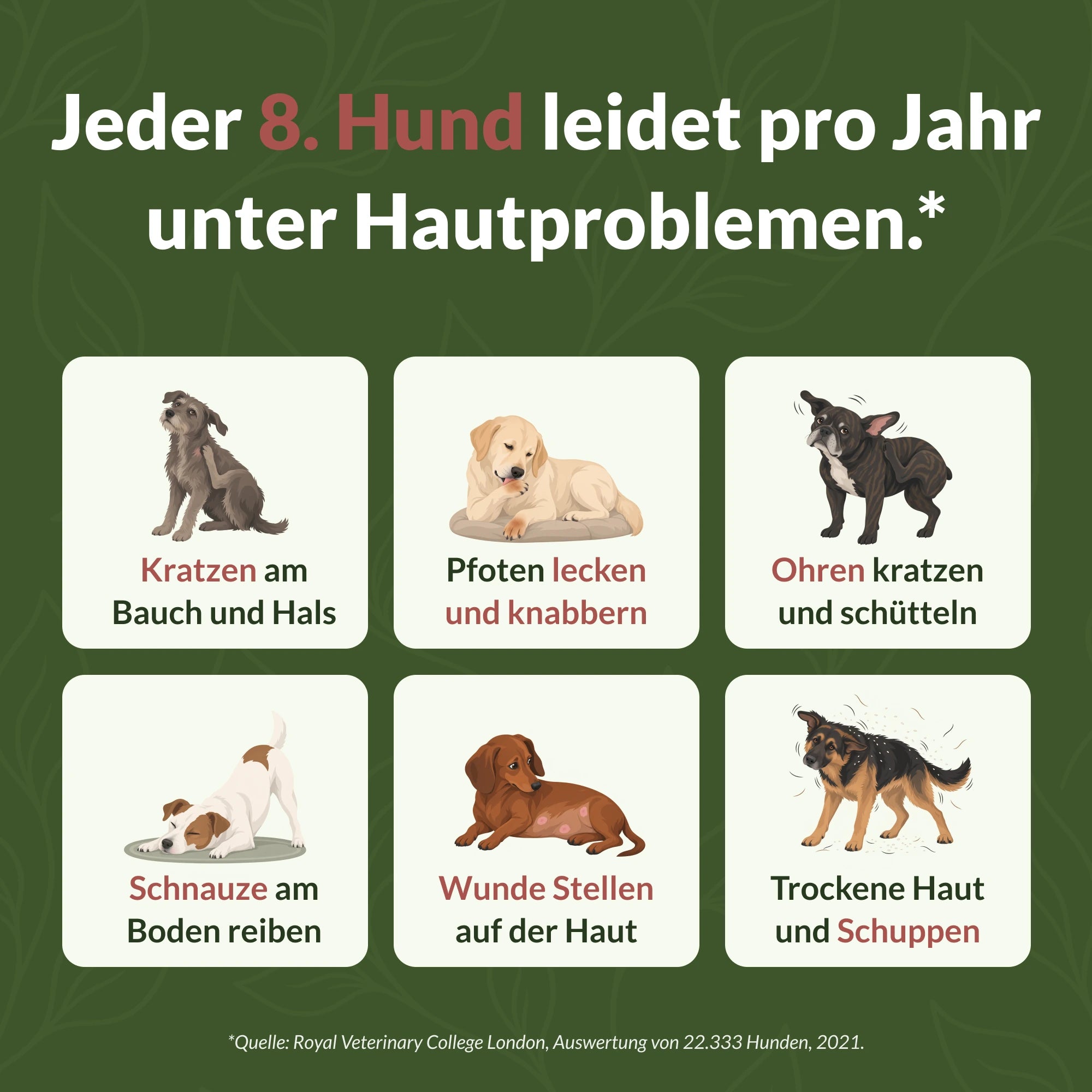 Hautprobleme bei Hunden: Kratzen, Pfotenlecken, Ohrenkratzen, Schnauzereiben, wunde Stellen und Schuppen