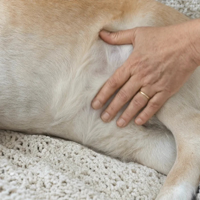 Eine Hand streicht über die Haut und das Fell eines Hundes